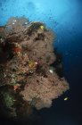 Abanicos de mar en arrecife - foto de stock
