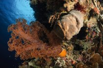 Paisaje marino de coral suave - foto de stock