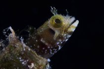 Secretary blenny looking out from coral — Stock Photo