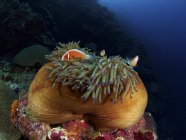 Анемона рибка в коричневому анемоні — стокове фото