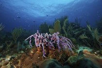 Esponja púrpura en arrecife profundo - foto de stock