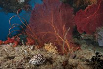 Ventaglio di mare gorgoniano e cowrie tigre — Foto stock