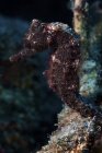 Черный морской конёк на рифе — стоковое фото