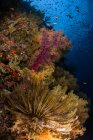Криноидные и мягкие кораллы — стоковое фото