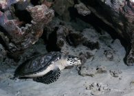 Carey tortuga marina descansando en la arena - foto de stock