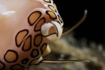 Escargot de langue flamant — Photo de stock