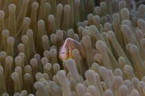 Peixe-anêmona rosa na anêmona hospedeira — Fotografia de Stock