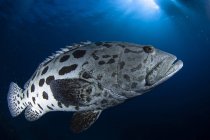 Potato grouper fish — Stock Photo