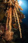 М'який кораловий риф морський — стокове фото