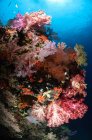 Ventiladores do mar e corais macios — Fotografia de Stock