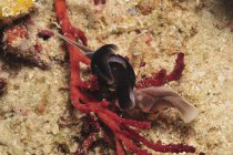 Nudibranchi del copricapo della coda di rondine — Foto stock
