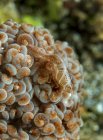 Креветки подражают мягким кораллам — стоковое фото