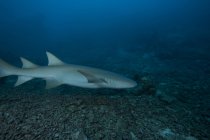 Large tawny nurse shark — Stock Photo