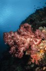 Мягкий коралловый морской пейзаж — стоковое фото