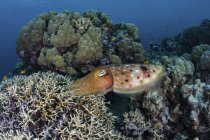 Каракатиця кладе яйця в вогняному коралі — стокове фото