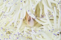 Clownfische schwimmen zwischen Anemonentententententakeln — Stockfoto