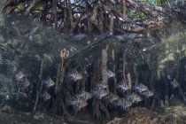 Орбитальная карликовая рыба плавает рядом с мангровыми деревьями — стоковое фото