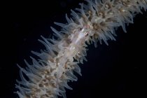 Fil de corail gobie sur Cirripathes corail — Photo de stock