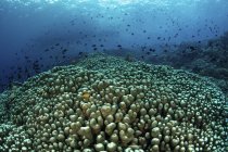 Fischschwärme über Korallenriffen — Stockfoto