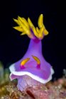 Rosa Saum hypselodoris nudibranch — Stockfoto