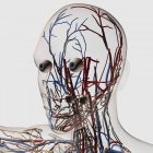 Medizinische Illustration von Kopfarterien, Venen und Lymphsystem — Stockfoto