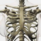 Three dimensional view of female sternum and rib cage — Stock Photo