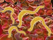 Infección parasitaria por tripanosomiasis africana en los glóbulos rojos - foto de stock