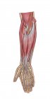 Illustration médicale de l'anatomie des muscles de l'avant-bras — Photo de stock