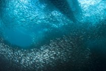 Scuola di sardine a Moalboal — Foto stock