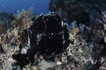 Black giant frogfish on reef — Stock Photo