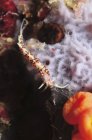 Phidiana indica nudibranchia su spugna viola — Foto stock