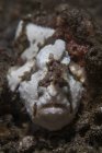 Painted frogfish in sand — Stock Photo