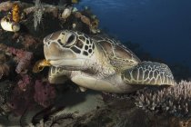 Зелена черепаха відпочиваючи на риф — стокове фото