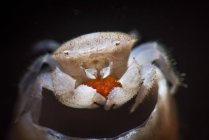Tube éponge crabe portant des œufs — Photo de stock