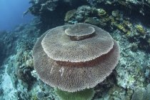 Grande tavola di corallo sulla barriera corallina — Foto stock