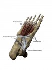 Модель стопы, изображающая плантаторные мышцы и костные структуры с аннотациями — стоковое фото