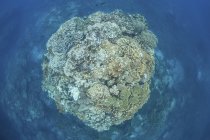 Large coral bommie on reef — Stock Photo