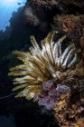 Crinoide colorido na encosta do recife de coral — Fotografia de Stock