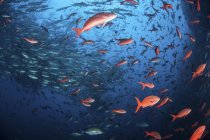La escolarización de peces en el Océano Pacífico - foto de stock