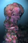 Barriera corallina di biancospino ricoperta di corallo — Foto stock