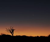 Человек залезает на голые деревья на закате — стоковое фото