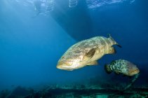 Goliath groupers under dive boat — Stock Photo