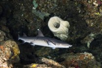 Белоногая рифовая акула возле рифа — стоковое фото