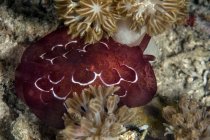 Forskal pleurobranch crawling on seafloor — Stock Photo