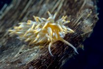 Caloria nudibranch gros plan — Photo de stock
