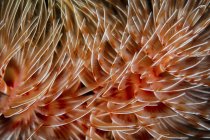 Feather duster worm tentacles — Stock Photo