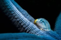 Crystalline sea star snail — Stock Photo