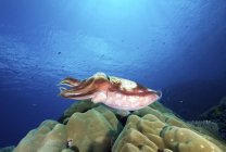 Breitband-Tintenfisch schwimmt über Riff — Stockfoto