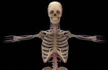 Rendering 3D del sistema circolatorio umano su sfondo nero — Foto stock