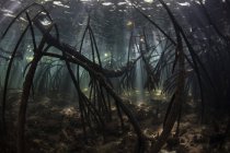 Raios de sol em sombras subaquáticas de floresta de mangue — Fotografia de Stock